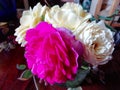 Dreamy David Austin english peony antique roses