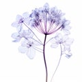 Dreamy And Delicate Purple Flower In Nick Veasey Style