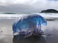 The Dreamy Drift of the Portuguese Man O\' War