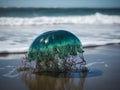 The Dreamy Drift of the Portuguese Man O\' War