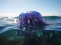 The Dreamy Drift of the Portuguese Man O\' War