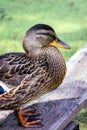 Dreamy duck looks up into the sky 2