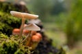 Dreamy fairy scenic look a like. with mushrooms and moss