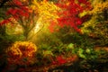 Dreamy fall foliage landscape in Seattle Royalty Free Stock Photo