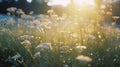 Dreamy Field Of Flowers: Pentax K1000 And Rollei Prego 90 Inspire Photorealistic Uhd Images