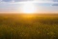 Dreamy field with sun and fog