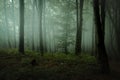 Dreamy foggy dark forest. Trail in moody forest Royalty Free Stock Photo