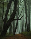 Dreamy foggy dark forest. Trail in moody forest Royalty Free Stock Photo