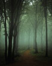 Dreamy foggy dark forest. Trail in moody forest Royalty Free Stock Photo