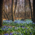 Dreamy Forest Royalty Free Stock Photo