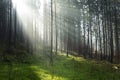 Dreamy forest light Royalty Free Stock Photo