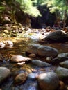 Dreamy forest scene with slow moving mountain stream