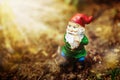 Dreamy garden dwarf