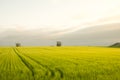 Dreamy golden rice field on a sunset.