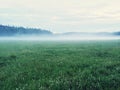 Dreamy green meadow with wild clover