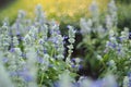 Dreamy group of Blue Sulvia, Violet flower.