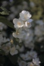 Dreamy hazy photo of blooming jasmine in sunset light