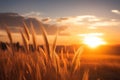 Dreamy horizon wheat field landscape with a fantastic and glowing sunset Royalty Free Stock Photo