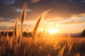 Dreamy horizon wheat field landscape with a fantastic and glowing sunset Royalty Free Stock Photo