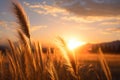 Dreamy horizon wheat field landscape with a fantastic and glowing sunset Royalty Free Stock Photo