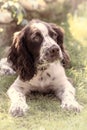 Dreamy image of a cute spaniel dog puppy looking up