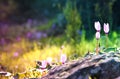 dreamy image of cyclamen flowers blooming in the forest