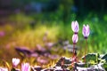 dreamy image of cyclamen flowers blooming in the forest