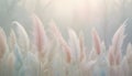 A dreamy image of delicate, pastel-colored feathers arranged like a field of grass in a misty, soft light setting. The