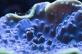 Dreamy image of hard coral montipora in reef tank aquarium Royalty Free Stock Photo
