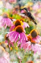 Dreamy image of a Hummingbird feeding