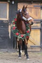 Dreamy image of a saddle horse wearing a beautiful christmas wreath at rural riding hall against barn door