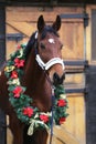 Dreamy image of a saddle horse wearing a beautiful christmas wreath at rural riding hall against barn door