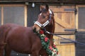 Dreamy image of a saddle horse wearing a beautiful christmas wreath at rural riding hall against barn door Royalty Free Stock Photo