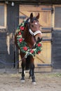 Dreamy image of a saddle horse wearing a beautiful christmas wreath at rural riding hall against barn door Royalty Free Stock Photo