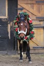 Dreamy image of a saddle horse wearing a beautiful christmas wreath at rural riding hall against barn door Royalty Free Stock Photo