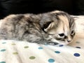 A Dreamy Kitten Royalty Free Stock Photo