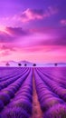 Dreamy Lavender Field Under a Purple and Pink Sky