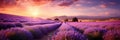 Dreamy Lavender Fields In Full Bloom, Evoking A Sense Of Calm