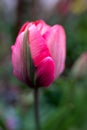 Dreamy little tulip Royalty Free Stock Photo