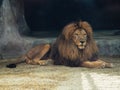 The dreamy look of an lion in zoo.The King of beasts, biggest cat of the world. The most dangerous and mighty predator