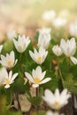 Dreamy Look Photo of Spring Wildflowers, white anemones