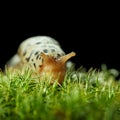 Dreamy look of slug Royalty Free Stock Photo