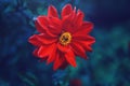 Dreamy magic crimson scarlet red dahlia flower on faded blurry blue purple background. Dark art moody floral. Royalty Free Stock Photo