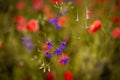 Artistic nature scene of blooming red and purple wild flowers with beautiful and warm complimentary colors. Royalty Free Stock Photo