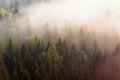 Dreamy misty forest landscape. Majestic peaks of old trees cut lighting mist. Deep valley is full of colorful fog Royalty Free Stock Photo