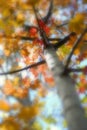 Dreamy Misty Tree in Autum with Fall Colors Blurred and Selective Focus