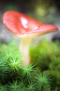 Dreamy and mystical mushroom macro - light source behind mushrooms