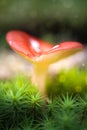 Dreamy and mystical mushroom macro - light source behind mushrooms