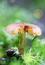 Dreamy and mystical mushroom macro - light source behind mushrooms