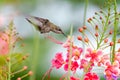 Dreamy photo of a hummingbird feeding on pink flowers